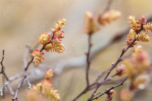 Fotografia, Obraz Blooming sweetgale, Myrica gale