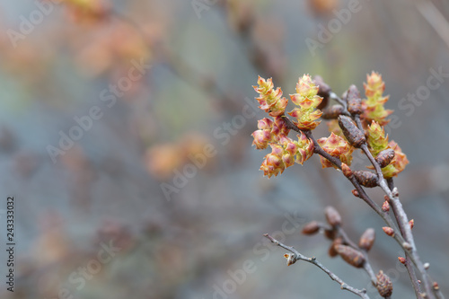 Фотография Blooming sweetgale, Myrica gale