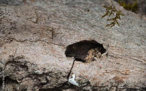 Hatching hole in salix wood of the musk beetle Aromia moscata photo