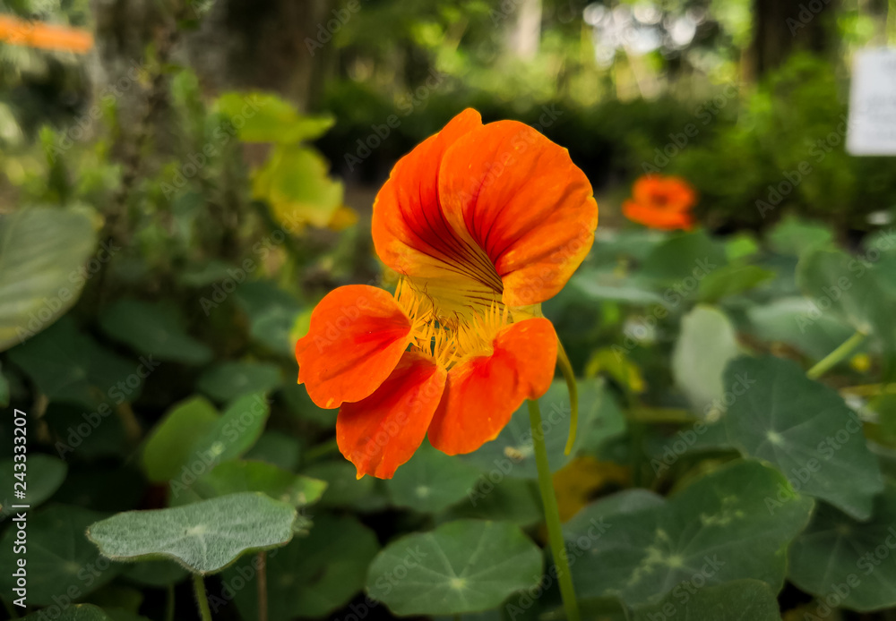 Orange bright flower of Tropaeolum majus plant. Also named garden nasturtium, Indian cress or monks cress. Orange bright flower of Tropaeolum majus plant. Also named garden nasturtium, Indian cress or monks cress.
