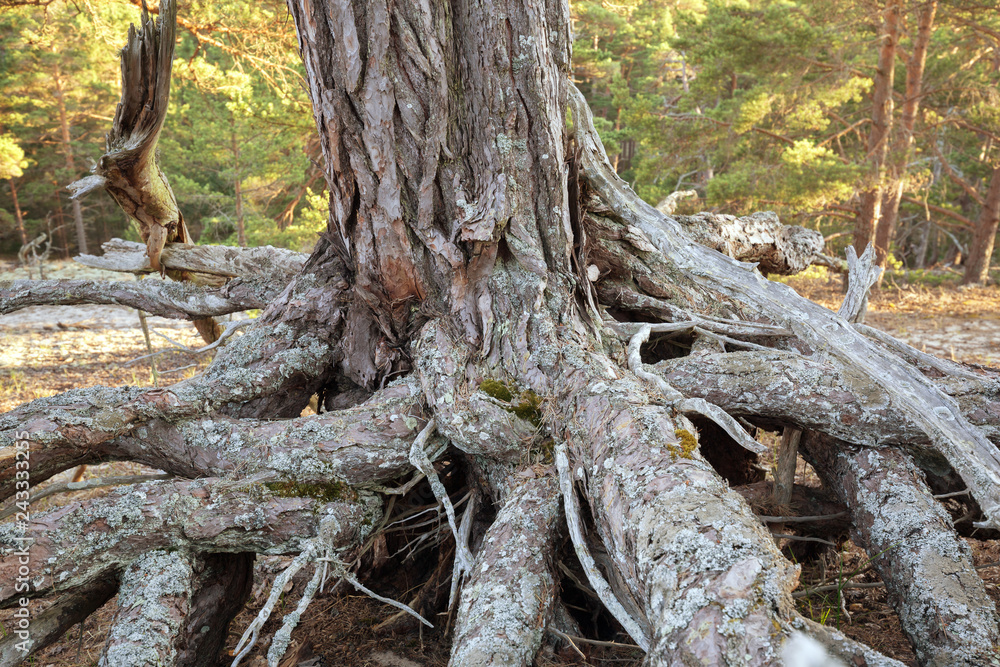 Roots and trunk of old pine tree, sunlit forest in the background