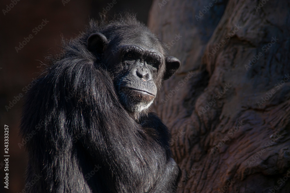 Naklejka premium Chimpancé
