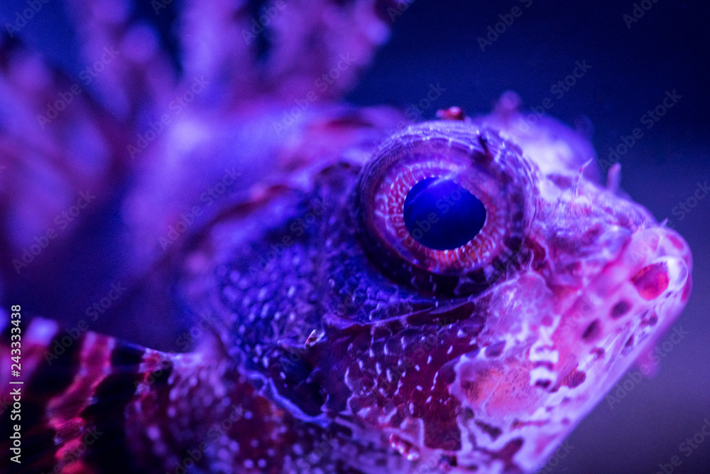 Fuzzy Dwarf Lion Fish Macro