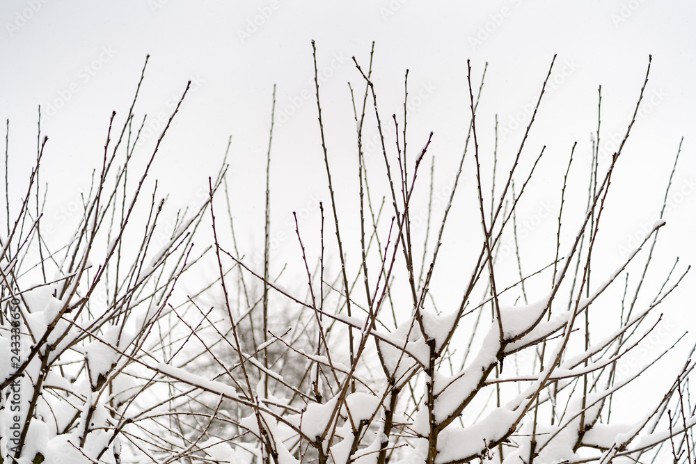 Fototapeta premium Zweige mit Schnee vor weissem Himmel