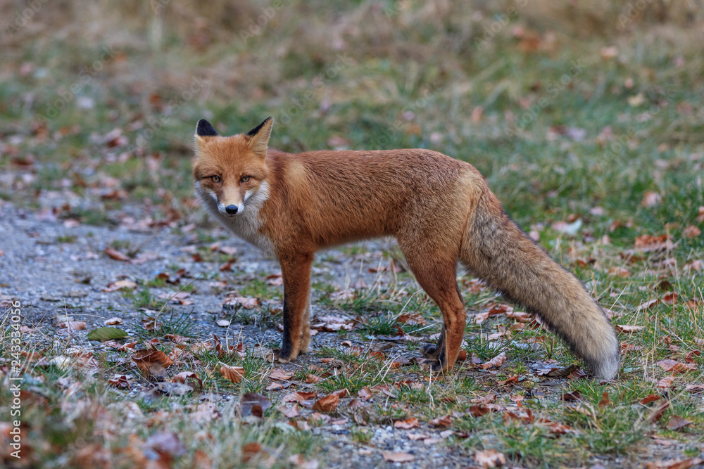 european red fox (vulpes vulpes)