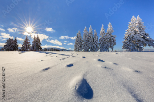 firs in winter