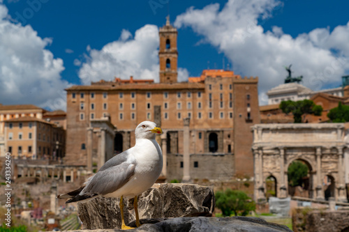 seagull in imperial forums rome
