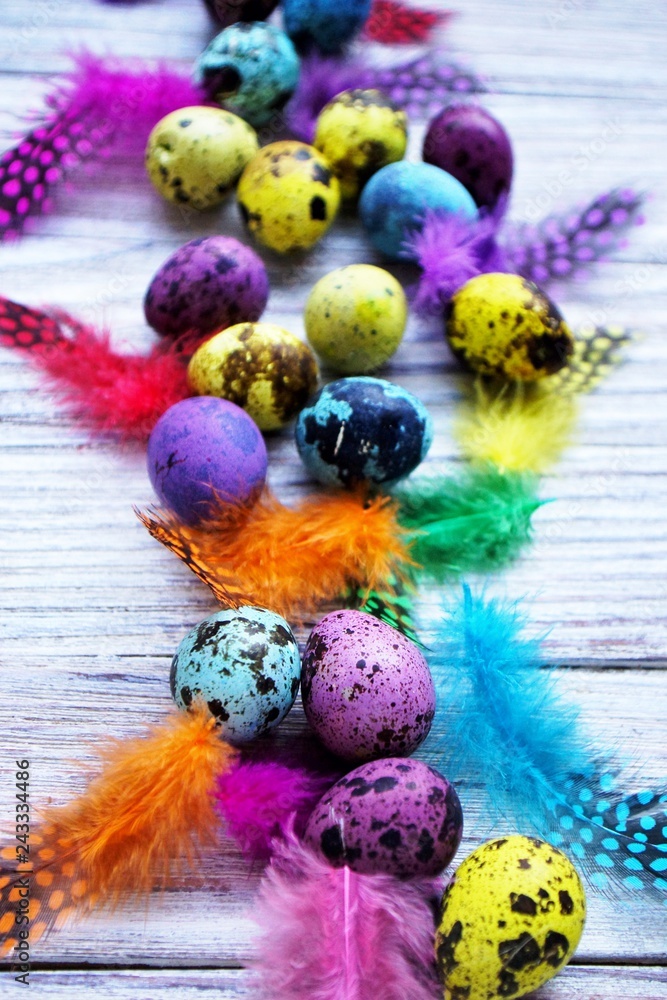 Colored colored quail eggs, with colorful feathers on white wooden background, happy Easter concept