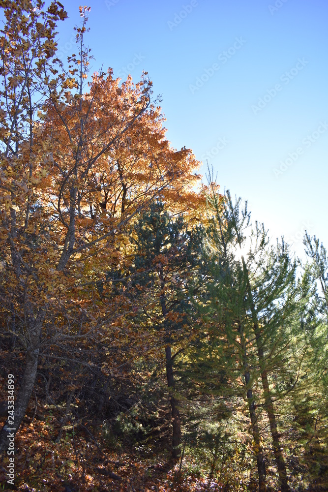 Fototapeta premium foret