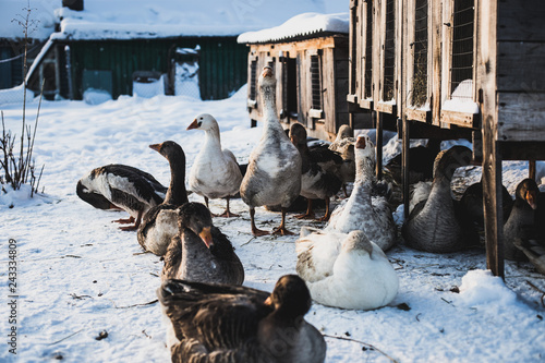 a flock of geese walks on a winter day