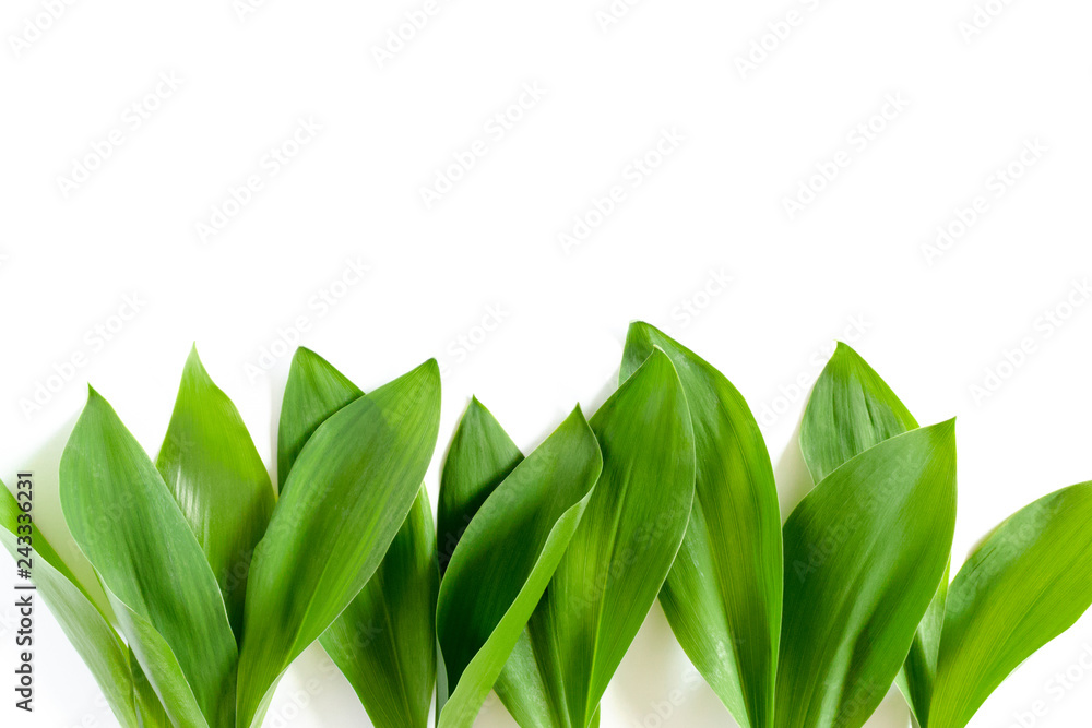 Border frame made of green leaves of lilies of the valley