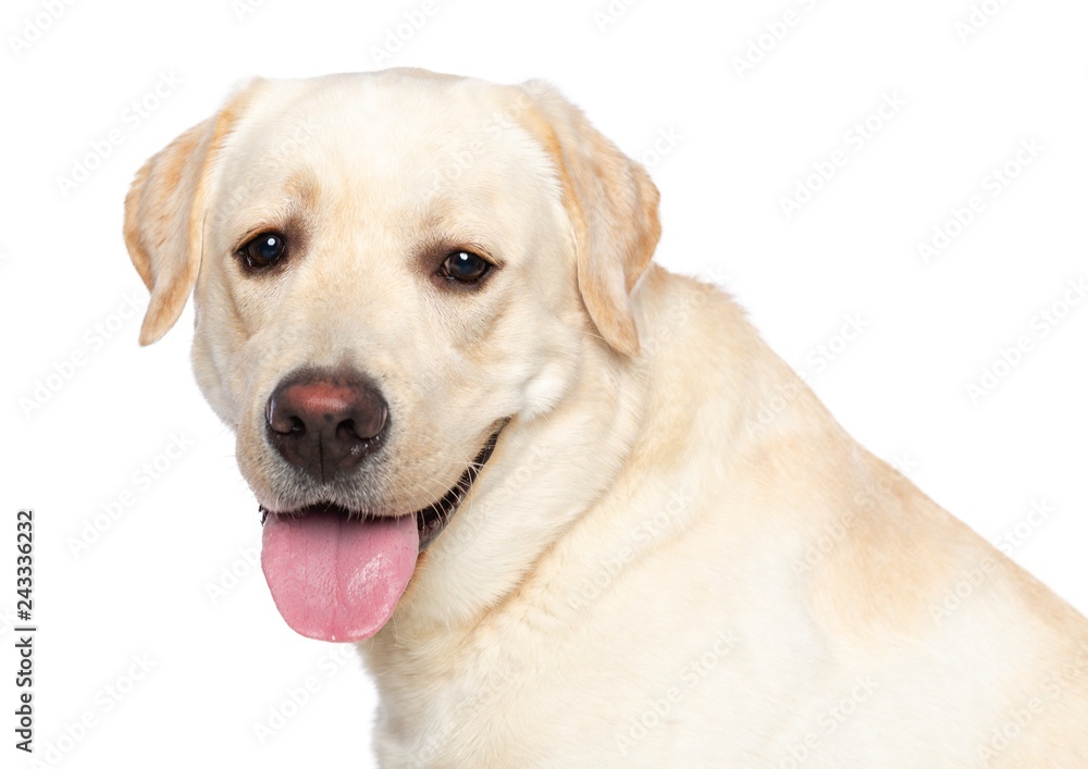 Labrador retriever Dog on Isolated White Background in studio