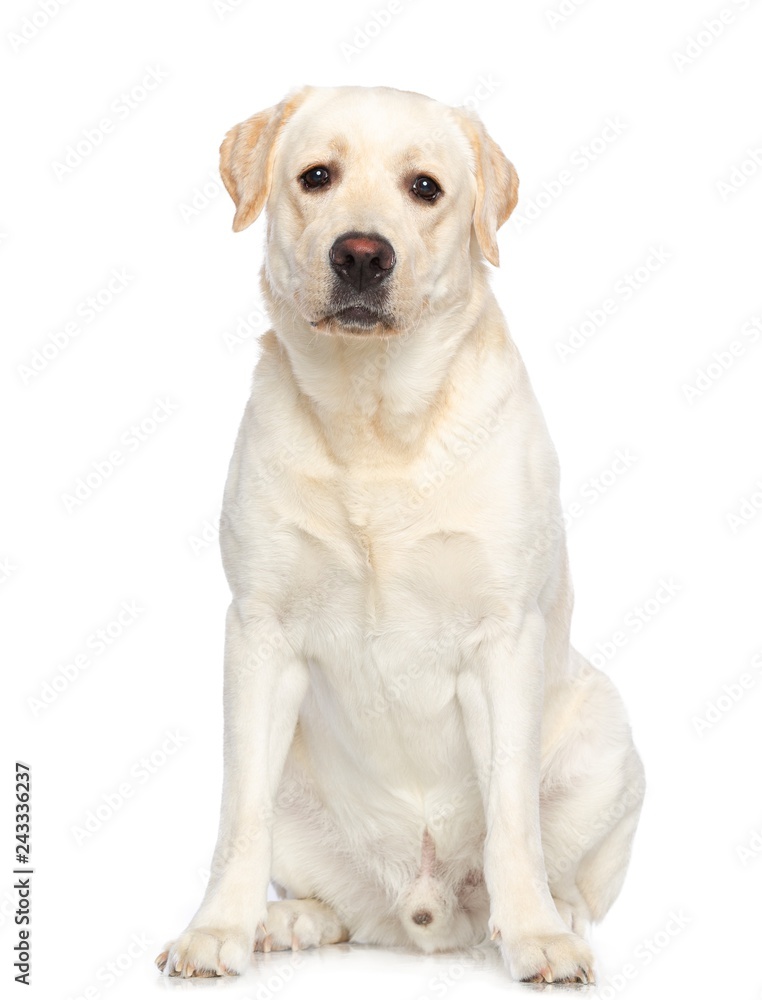 Labrador retriever Dog on Isolated White Background in studio Labrador retriever Dog on Isolated White Background in studio