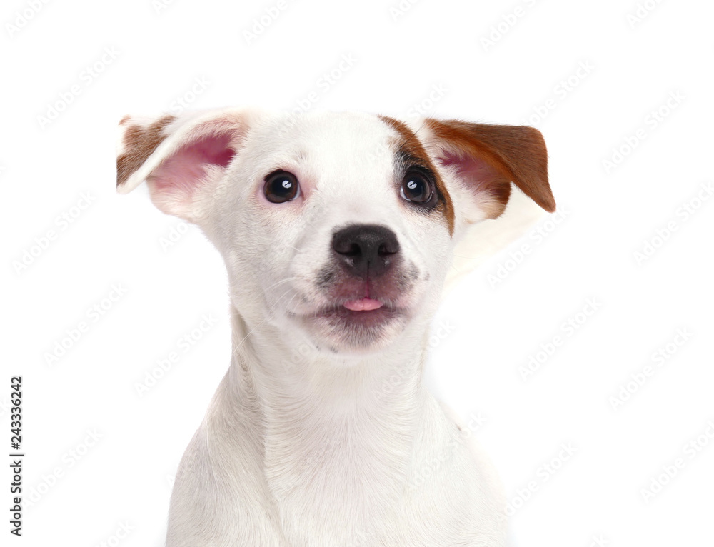 Jack Russell Terrier close up portrait - obrazy, fototapety, plakaty 