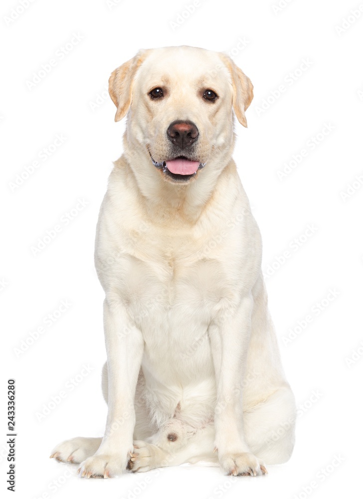Labrador retriever Dog on Isolated White Background in studio Labrador retriever Dog on Isolated White Background in studio