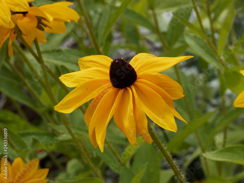 Rudbeckia hirta - Gros plan fleur de Rudbeckie hérissé ou rudbeckie tardive aux capitules jaune doré avec au centre une protubérance noir ou marron foncé photo