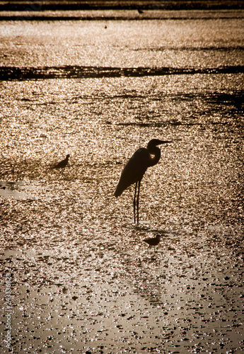 Silhouette of a white heron on the background of the golden glitter of water in the rays of the setting sun