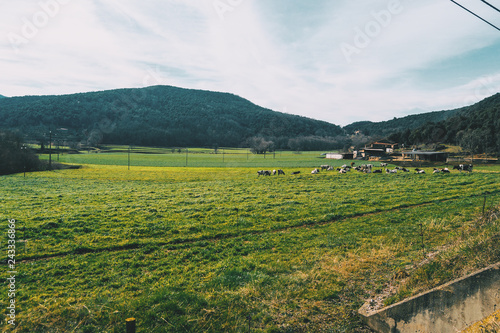 Sunny landscape with a group of cows