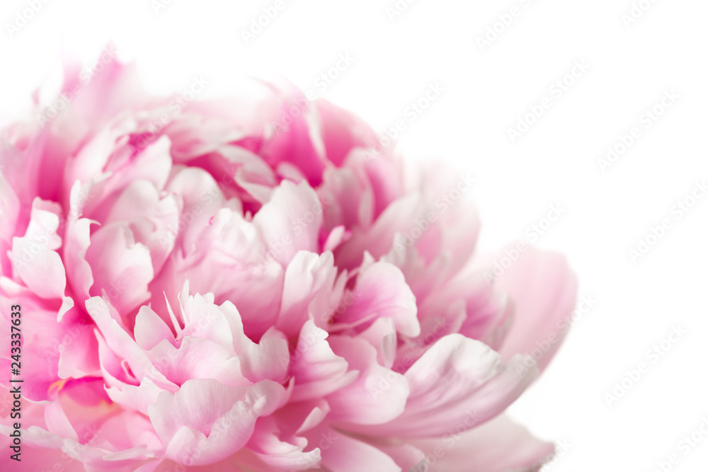 Pink peony flower