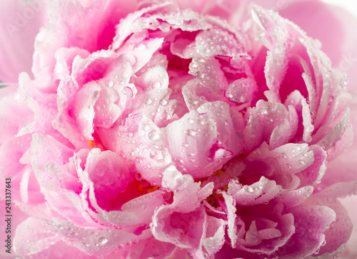 peony with drops of dew