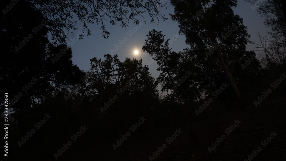 clair de lune dans la forêt