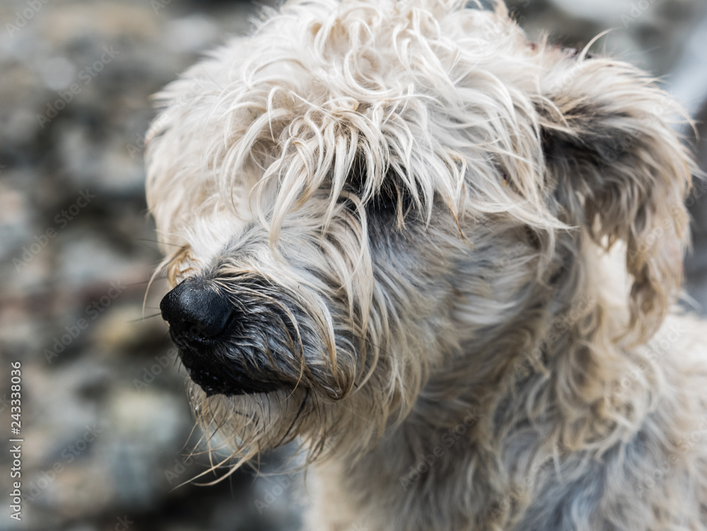 A scruffy stray dog in Ecuador.