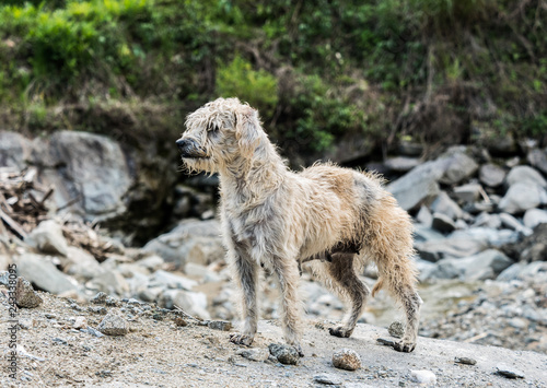 A scruffy stray dog in Ecuador.