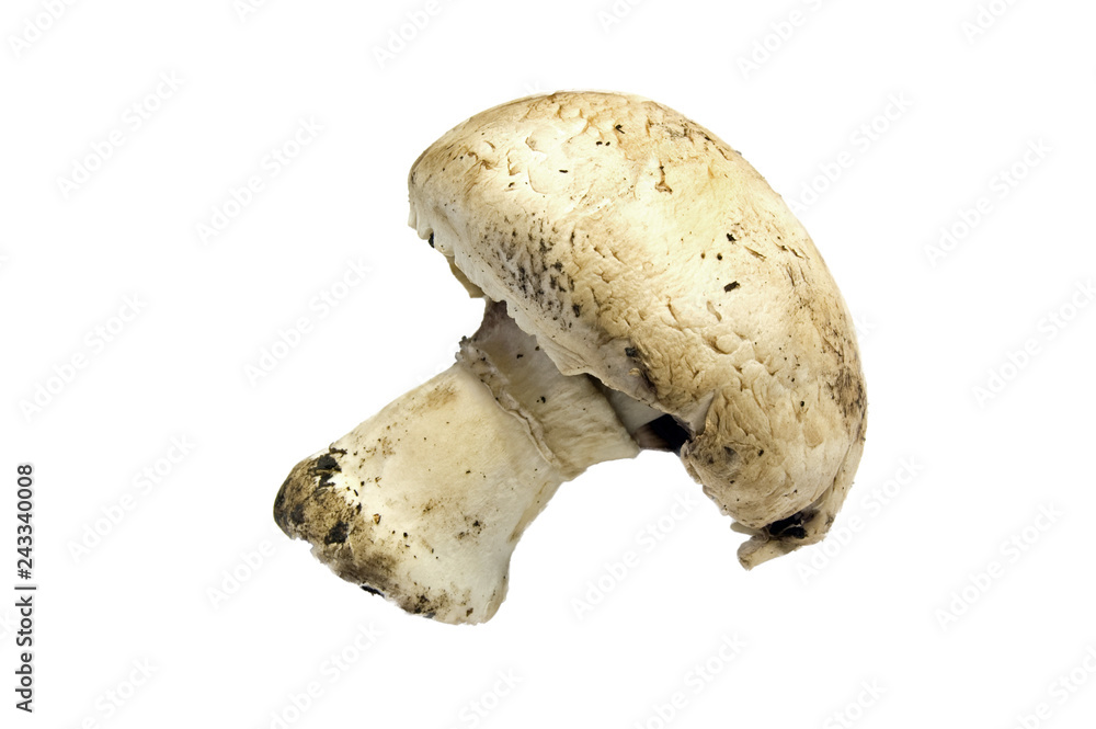 Mushroom isolated on white background. Mushroom isolated on white background.