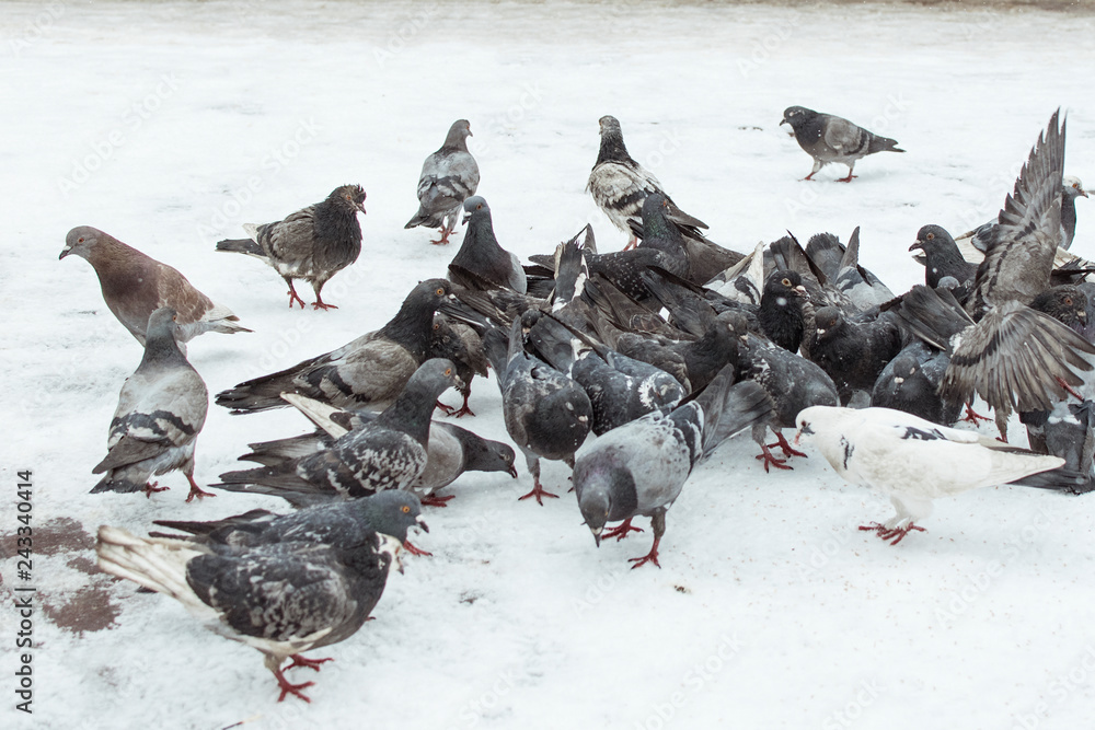 Fototapeta premium A lot of pigeons in the snow.