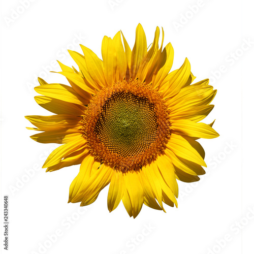 Fototapeta Naklejka Na Ścianę i Meble -  Fleur de tournesol