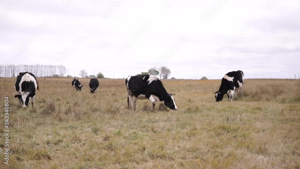 Six Cows grazing on an autumn meadow. Long shot Six Cows grazing on an autumn meadow. Long shot