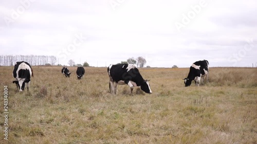 Wallpaper Mural Six Cows grazing on an autumn meadow. Long shot Torontodigital.ca