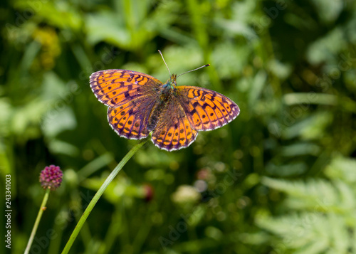 Silver-washed fritillary or Argynnis paphia butterfly on natural green background. Bright butterfly is deep orange with black spots on the upperside of its wings