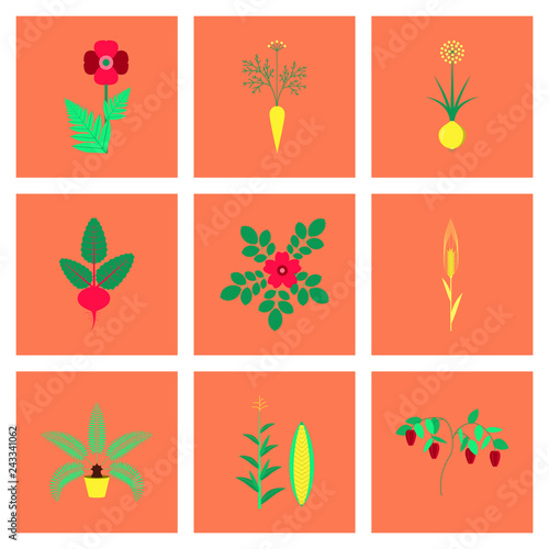 assembly flat Illustrations flower papaver daucus carota allium beta rosa majalis phoenix zea mays pepper