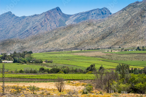 Hex river Valley with grape vines and Hex Mountains in background  South Africa