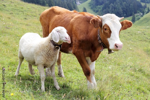 Dicke Freunde mit Kalb und Schaf