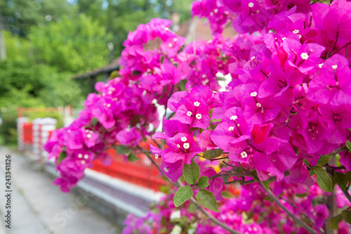 Pink Bougainvillea Flowers Close Up
