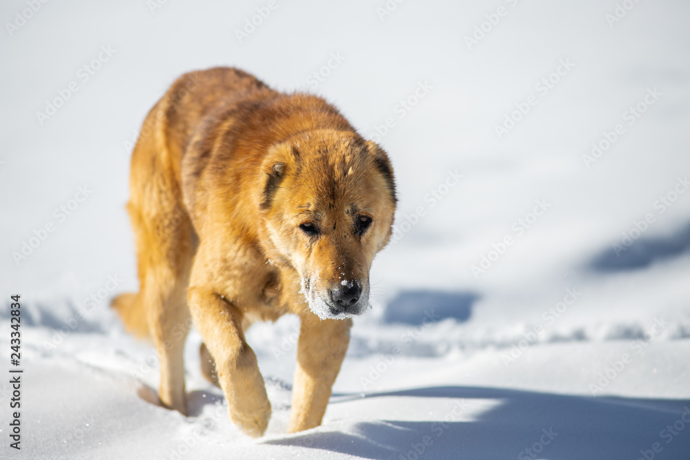 red dog in the snow red dog in the snow