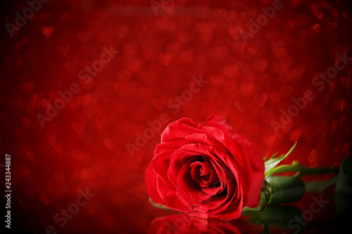 Red rose on lights background