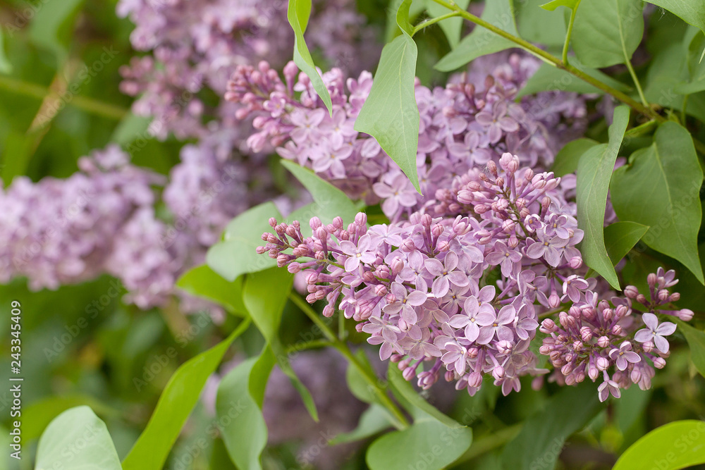 Fototapeta premium lush blossoms lilac in spring park or garden