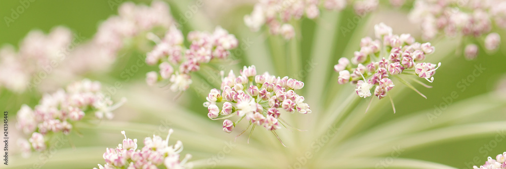 beautiful unusual plant with a umbellate inflorescence blooming in a summer field or in a meadow beautiful unusual plant with a umbellate inflorescence blooming in a summer field or in a meadow