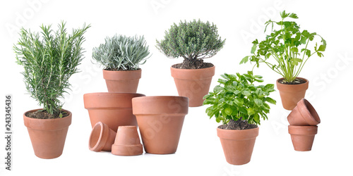 aromatic plant potted with terracota pots on white background