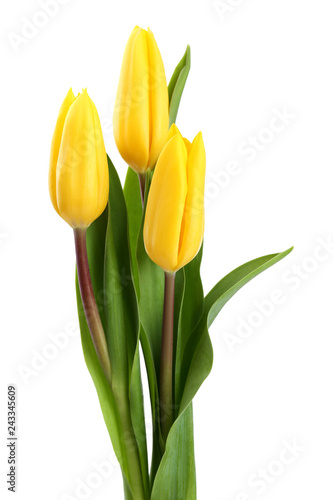 Bouquet of yellow tulips isolated on white background
