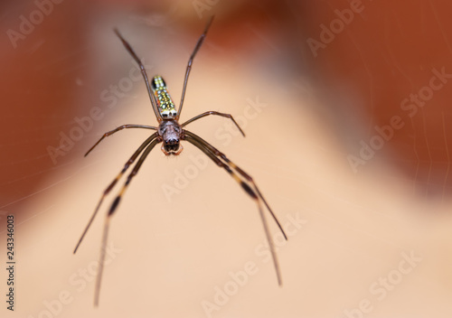 Macro photo of a colorful garden spider on the web, in Serra do Cipó, Minas Gerais, Brasil.