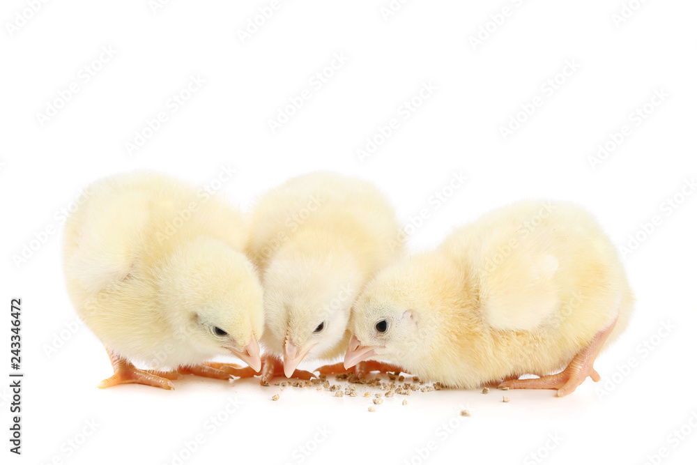 Little chicks isolated on white background Little chicks isolated on white background