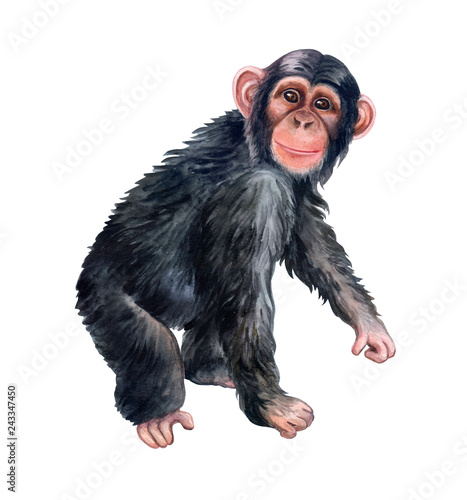 Fototapeta Сhimpanzee monkey colorful isolated on white background