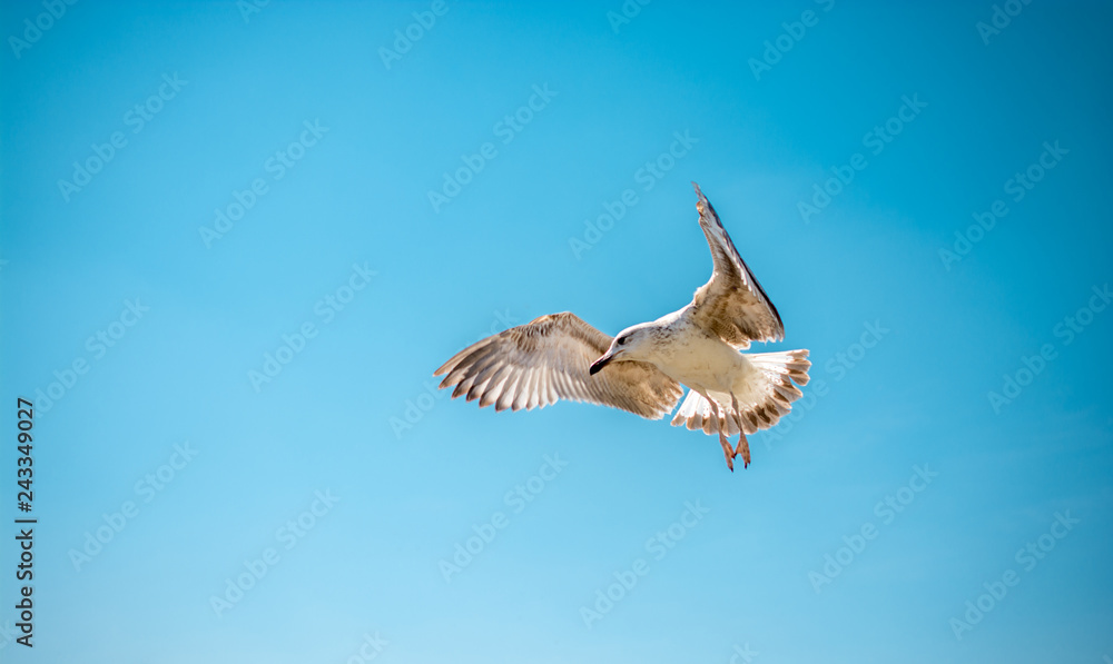 Fototapeta premium Single seagull flying in a cloudy sky