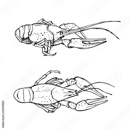 Monochrome sketch of Crayfish. Hand drawn illustration on white background