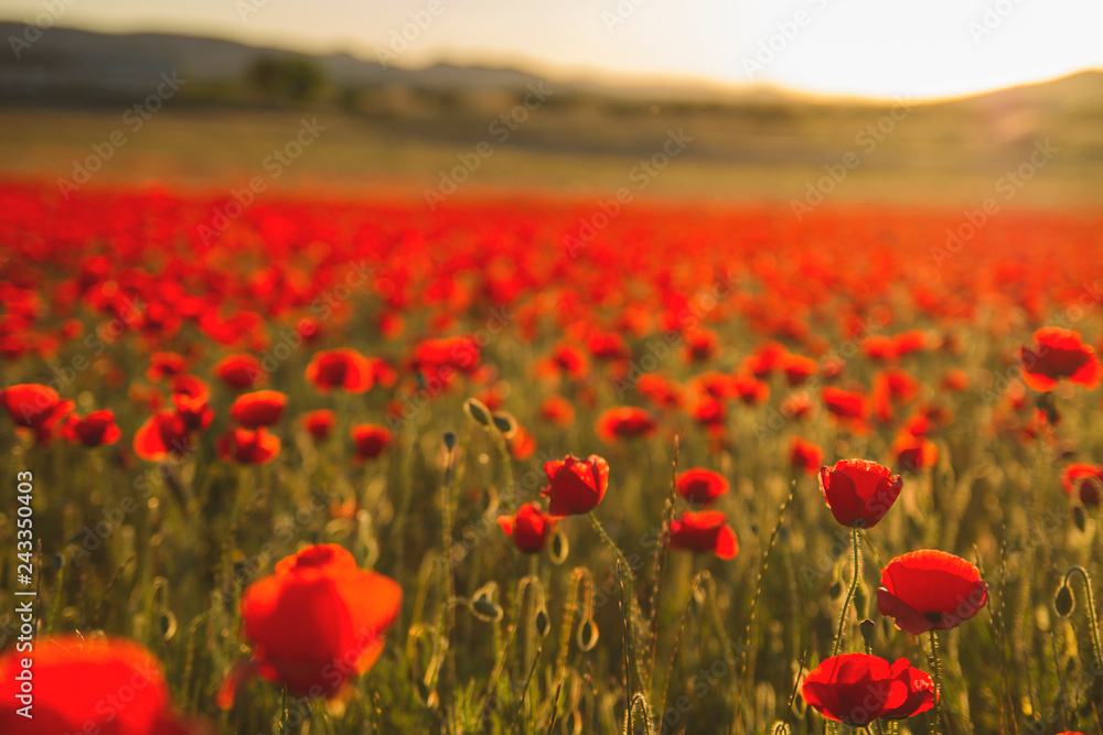 Wild papaver rhoeas or poppy flowers growing wild in the countryside in spring