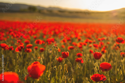 Fototapeta Naklejka Na Ścianę i Meble -  Wild papaver rhoeas or poppy flowers growing wild in the countryside in spring